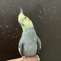 عروس هلندی نر سینامون لوتینو آلبینو بالغ|پرنده|تهران, شکوفه (عبدل آباد)|دیوار