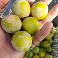 آلو زرد گوشتی