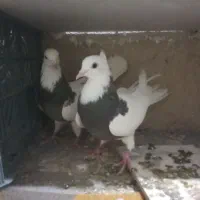 کبوتر|پرنده|رباط‌کریم, رباط‌کریم|دیوار