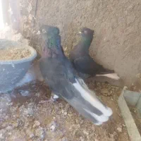 کفتر دم سفین