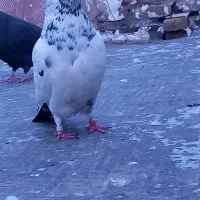 گرفته|حیوانات|کرمانشاه, |دیوار