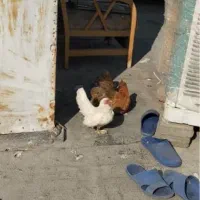 دو عدد مرغ محلی و جاپنیز عروسکی