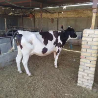 گاو گوساله