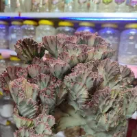 خاص ترین گل های آپارتمانی|گل و گیاه طبیعی|فردیس, قریشی|دیوار