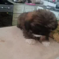 واکذاری توله پامر ماده