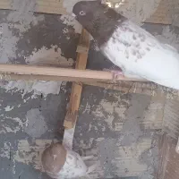 کفتر|پرنده|بم, |دیوار