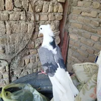 نر سرخ  نر سیاه  انتیک