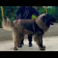 توله سگ و بالغ کانگال.سرابی.پژدر.قفقازی.خراسانی|سگ|تهران, شهرک غرب|دیوار