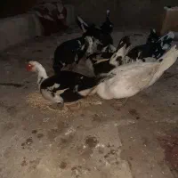 فروش گله اردک خارجی نر وماده درشت|حیوانات مزرعه|ساری, |دیوار