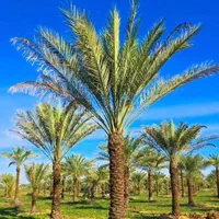 نخل پالم فنیکس درخت نهال بزرگترین ذخیره‌گاه ژنتیکی