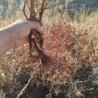 چوتک انگور سیاه برای فروش دارم|خدمات باغبانی و درختکاری|مریوان, |دیوار