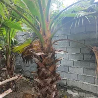 پالم واشنگتن تنه درشت|گل و گیاه طبیعی|آمل, |دیوار