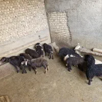 بره نر و ماده افشاری