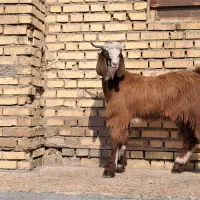 بز کهره|حیوانات مزرعه|بندر ماهشهر, |دیوار