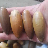 بلوط فروشی در ملکشاهی|خوردنی و آشامیدنی|ملکشاهی, |دیوار