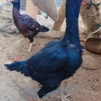 مرغ|حیوانات مزرعه|خاش, |دیوار