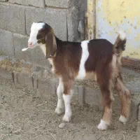2راس کهره ماده شیری