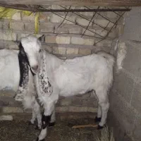 یک عدد تروشت و بز گلابی مخصوص مالداری|حیوانات مزرعه|ایرانشهر, |دیوار