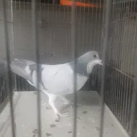 کبوتری|پرنده|برخوار, |دیوار