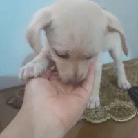 سگ پاپی|سگ|مشهد, شهید قربانی|دیوار