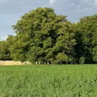 ۸۰ عدد درخت گردو ۲۵ ساله اجاره داده میشه