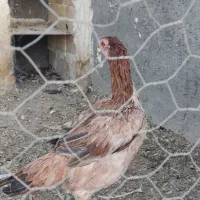 دو عدد خروس و سه عدد مرغ به همراه دو عدد جوجه مرغ|حیوانات مزرعه|زاهدان, |دیوار