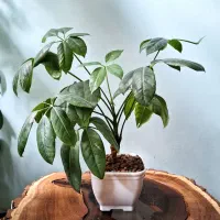 گلهای آپارتمانی مناسب هدیه