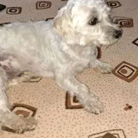 سگ نر شیتزو ۳ ساله