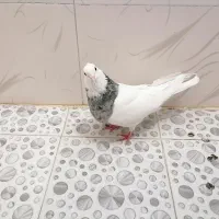 رنگی|پرنده|شادگان, |دیوار