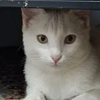 گربه سفیدزیبا|گربه|کاشمر, |دیوار