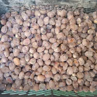 خرمای نخل خانگی برحی|حراج|شادگان, |دیوار