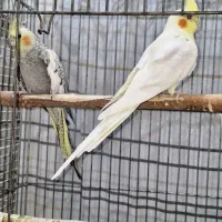 عروس هلندی جفت نر و ماده مولد