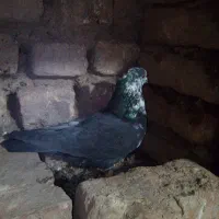 سوسکی بزک نر مست