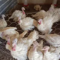 بوقلمون گوشتی