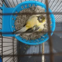 جفت قناری نر ماده|پرنده|هشتگرد, قاسم آباد بزرگ|دیوار