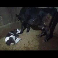 گاو شیری همراه گوساله ماده