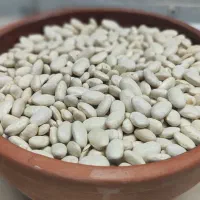 لوبیا سفید ایرانی|خوردنی و آشامیدنی|رومشکان, |دیوار