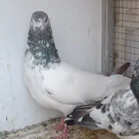 کفتر پرشتی|پرنده|میناب, |دیوار