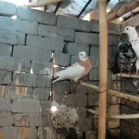 کبوتر غریب گیری|پرنده|شاهرود, |دیوار