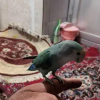 طوطی‌برزیلی‌رام‌ودستی‌
