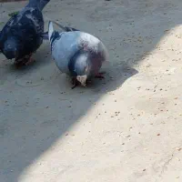 کبوتر|پرنده|زاهدان, |دیوار