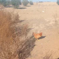 مرغ محلی بوقلمون|حیوانات مزرعه|گنبد کاووس, |دیوار