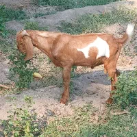 کهره نر