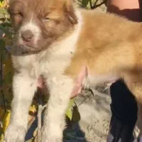 سگ اصیل آلابای|سگ|ساری, |دیوار