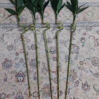 بامبو  شاخه بامبو