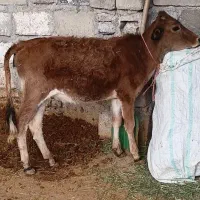 گوساله