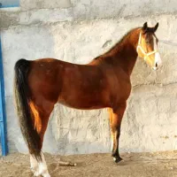 باشگاه سوارکاری