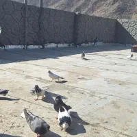 کبوتر کفتر|پرنده|پیر بکران, |دیوار