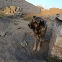 سگ پژدر|سگ|کرمان, |دیوار