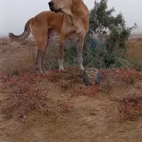 سگ نر ۱۸ ماهع|سگ|بندر ترکمن, |دیوار